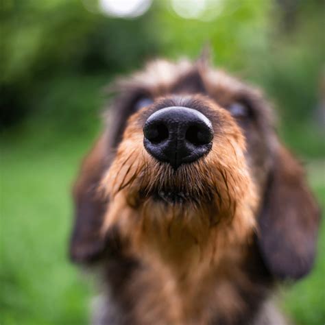 Top Reasons Your Dogs Nose Is Dry And How You Can Fix It
