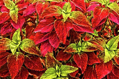 Colorful Coleus Photograph By Hh Photography Of Florida Fine Art America