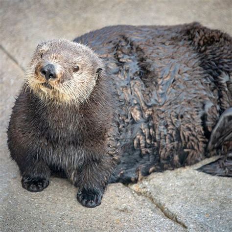 Monterey Bay Aquarium Apologizes For Otter ‘chonk Tweet