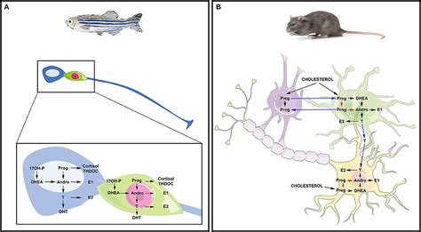 Frontiers Steroid Transport Local Synthesis And Signaling Within