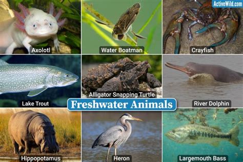 Freshwater Animals List Pictures And Facts Examples Of Freshwater Species