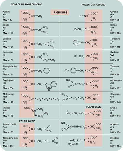 Amino Acid Structures Chart