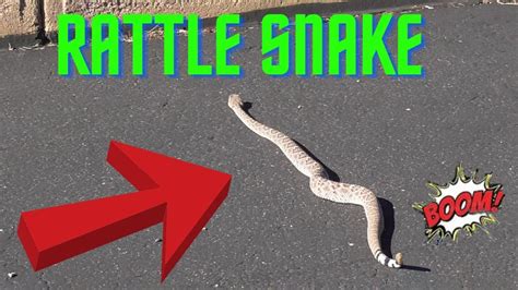 Big Rattle Snake Youtube