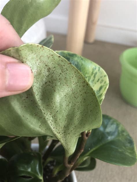 What Are These Brown Spots On Undersides Of Peperomia Leaves Seems To
