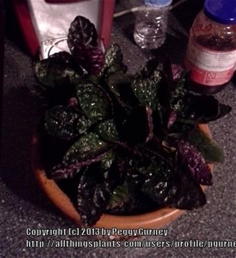 There's more than one cultivar of hemigraphis alternata available out there. Houseplants forum: My Purple Waffle plants - Garden.org