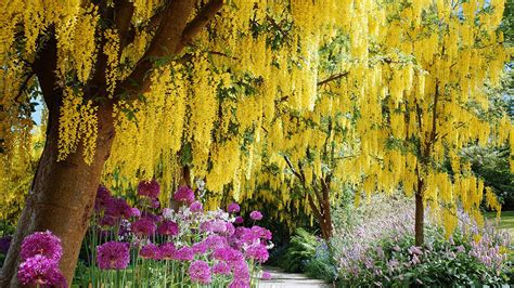 The best way to spruce up your space and add life to your yard is by planting trees and shrubs. Top 13 Flowering Trees for Small Gardens - Grow Beautifully