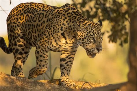 Wild Female Jaguar Walking In The Shadows Stock Photo Image 44090971