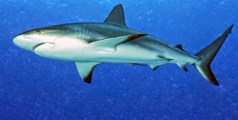 Köpek balığı yenir mi? - İnsan ve Kainat