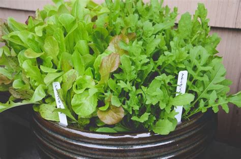 Salad Greens In A Pot Edible Garden Growing Food Edible