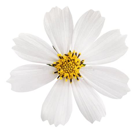 White Daisy Flower Isolated On White Background Stock Photo Image Of