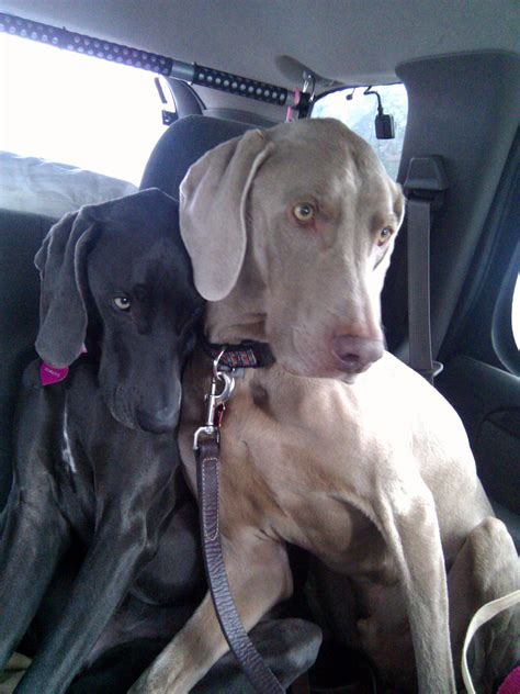 Weimaraners It Takes All Kinds A Blog By Mark