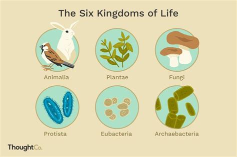 The Six Kingdoms Of Life Eubacteria Kingdom Taxonomy