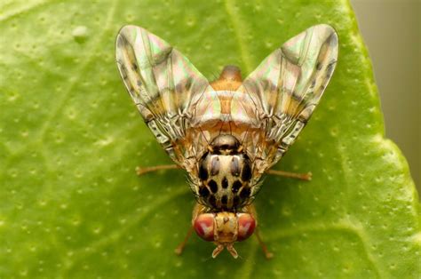 Ceratitis capitata, commonly known as the mediterranean fruit fly or medfly, is a yellow and brown fruit pest that unsourced material may be challenged and removed. Gestión integrada de plagas - Asesoría Agrónoma