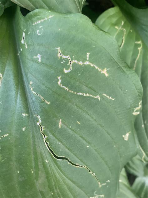 Leafminer Damage Hosta Leaf Rplantclinic