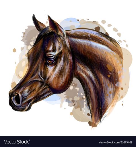 Portrait An Arab Horse Graphic Color Realistic Vector Image