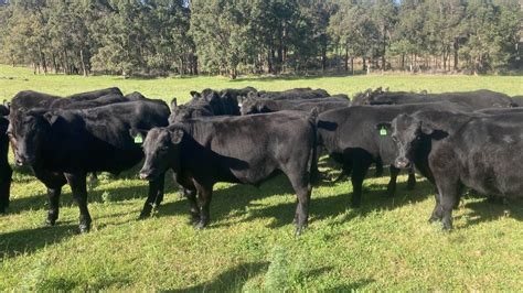 Store Cattle For Nutrien Livestock Monthly Store Cattle Sale Farm Weekly WA