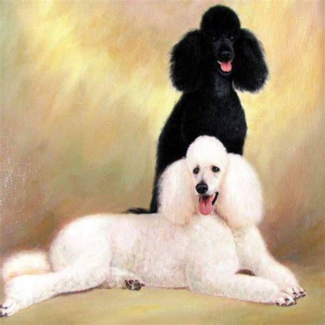 Vintage Standard Poodle Oil Painting Black And White Poodles Large Dog