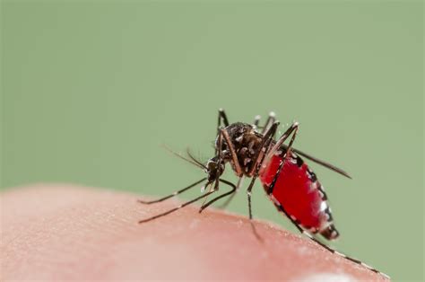 How To Stop Chikungunya Time