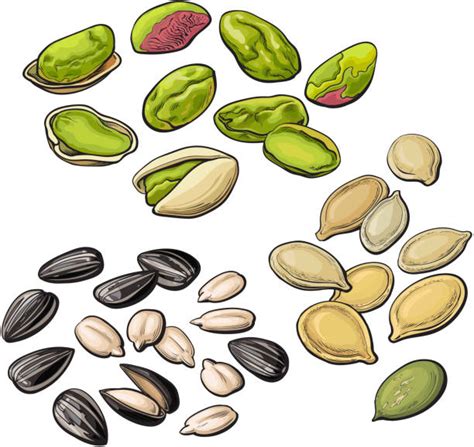 Sunflower Seeds Clip Art Vector Images And Illustrations