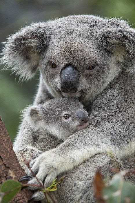 Koala Mother Holding Joey Australia By Suzi Eszterhas