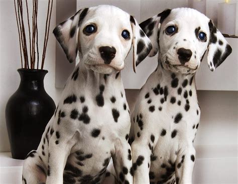 Dalmatian Puppies For Sale Los Angeles Ca 254935