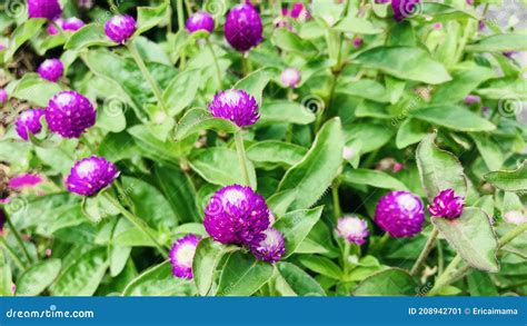 Globe Amaranth Gomphrena Globosa Audray Bicolor Rose Purple Flowers