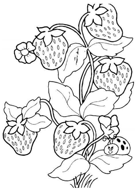 Strawberry Coloring Pages And Books 100 Free And Printable