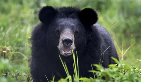 Vietnams Caged Bears Are Dying Out As Price Of Bile Plummets Because