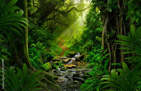 Fototapeta Southeast Asian Rainforest With Deep Jungle Na Wymiar