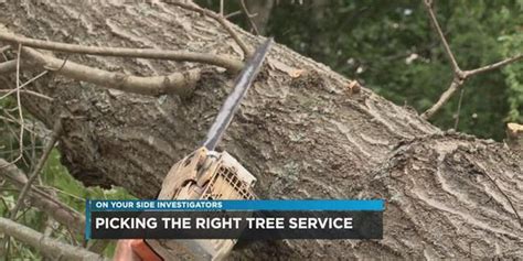 12 On Your Side The Importance Of Selecting The Right Tree Service