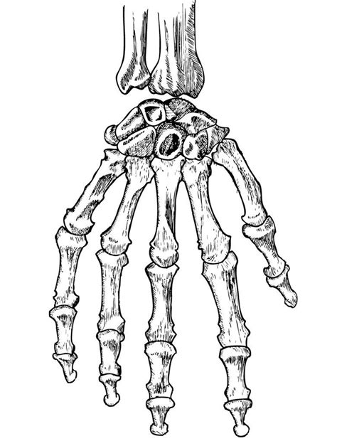 Hand Skeleton Skeleton Hands Drawing Skeleton Drawings Human Skull