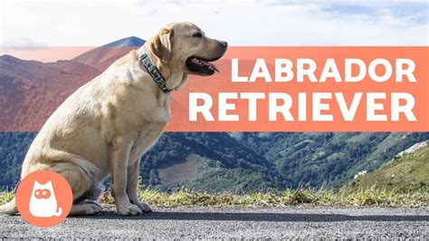 Labrador Retriever All About This Popular Breed Youtube