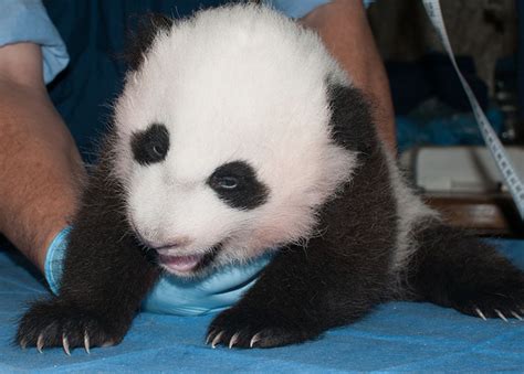 The National Zoos Panda Cub Finally Has A Name