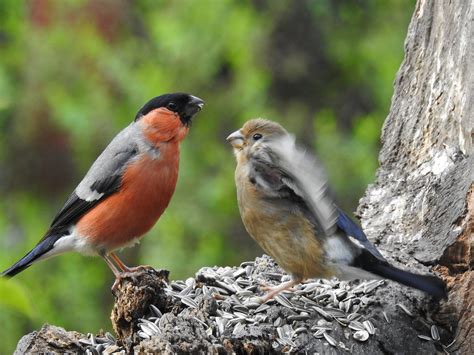 Wunderschöne dekofigur in sehr gutem. Dompfaff-Fütterung Foto & Bild | natur, singvogel, tiere ...