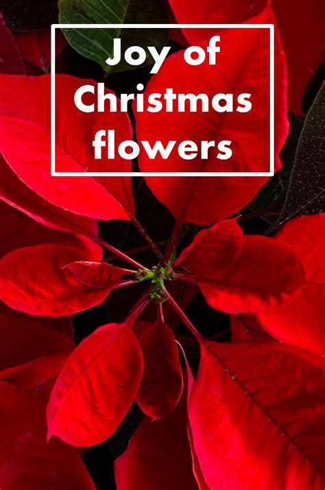 96 Best Ideas For Coloring Christmas Flower Name
