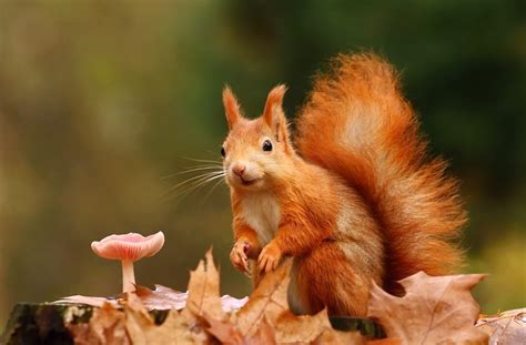 Cute Squirrel Animals Cute Squirrel Animal Planet