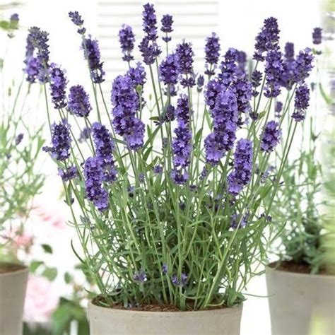 Buy Lavender Angustifolia Hidcote Best Value For Money Lavender