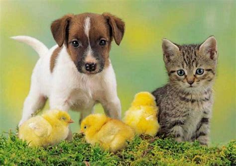 Perro Gato Y Pollo Puppies And Kitties Kittens And Puppies Animals