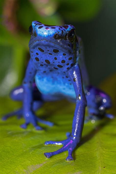 Dendrobates Tinctorius Azureus Blue Poison Dart Frog 2 Philadelphia