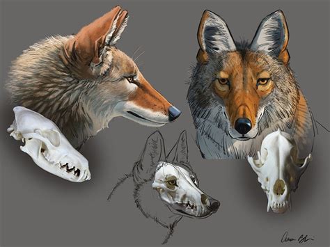 Coyote Drawing Fox Drawing Drawing Base Drawing Tips Coyote Skull