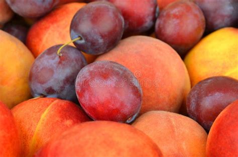 Plum And Peach Stock Image Image Of Acidic Antioxidant 63704633
