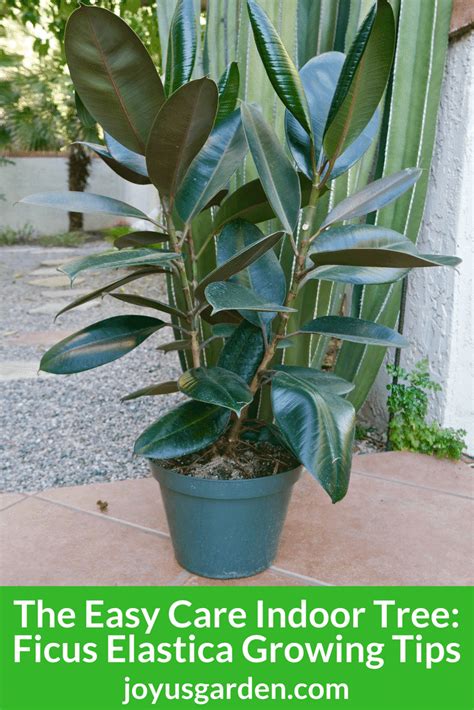 The cactus plant has spines instead of leaves, and these. Rubber Plant: Growing Tips for this Easy Care Indoor Tree
