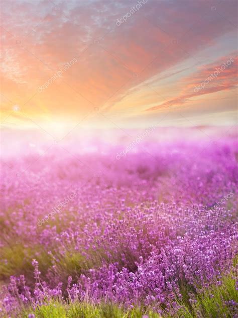 Lavender Field On Sunset Stock Photo By ©kirillgrekov 66998691