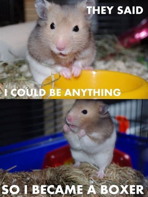 Hahahahaha Adorable Funny Hamsters Cute Animals Animal Memes Clean