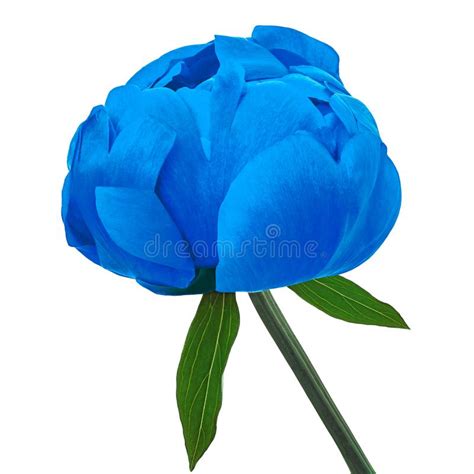 Flower Blue Peony Isolated On A White Background Close Up Stock Photo