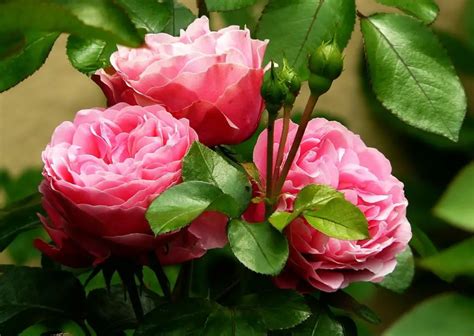 Useful Rose Gardening Tips That Will Help You In Growing Beautiful Roses