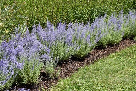 Lacey Blue Russian Sage Perovskia Atriplicifolia Lacey Blue In St