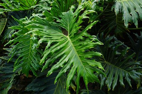 Hd Wallpaper Leaves Large Green Huge Exotic Tree Philodendron Philodendron Bipinnatifidum