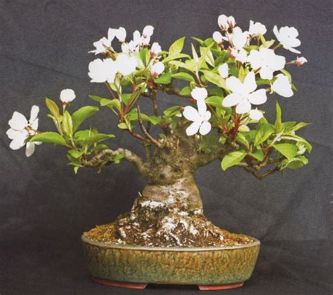 Flowering bonsai trees need fertilizer with a low nitrogen content and high phosphorus and potassium content. Flowering Bonsai Trees | Bonsai Tree Gardener