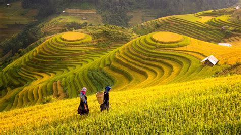 Vietnam Rice Fields Prepare The Harvest At Northwest Vietnam Rice